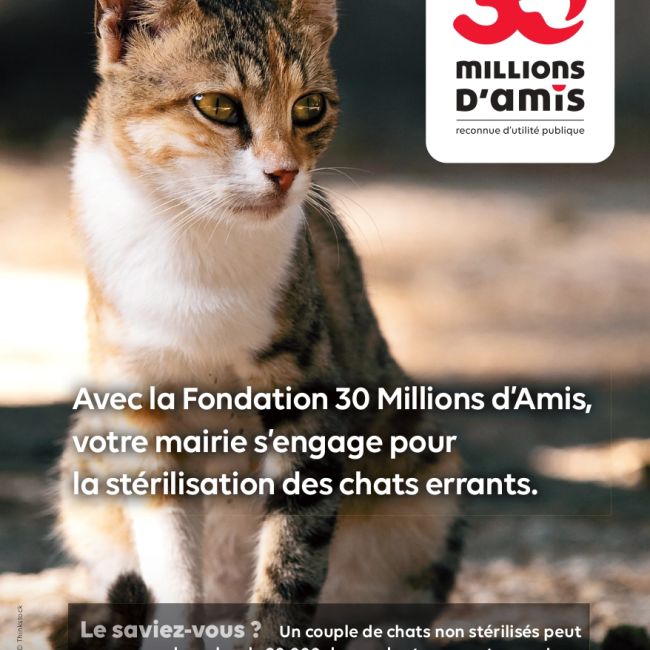Campagne de stérilisation des chats errants